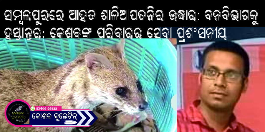 ସମ୍ବଲପୁରରେ ଆହତ ଶାଳିଆପତନିର ଉଦ୍ଧାର: ବନବିଭାଗକୁ ହସ୍ତାନ୍ତର: କେଶବଙ୍କ ପରିବାରର ସେବା ପ୍ରଶଂସନୀୟ