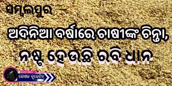 ସମ୍ବଲପୁରରେ ଅଦିନିଆ ବର୍ଷାରେ ଚାଷୀଙ୍କ ଚିନ୍ତା, ନଷ୍ଟ ହେଉଛି ରବି ଧାନ