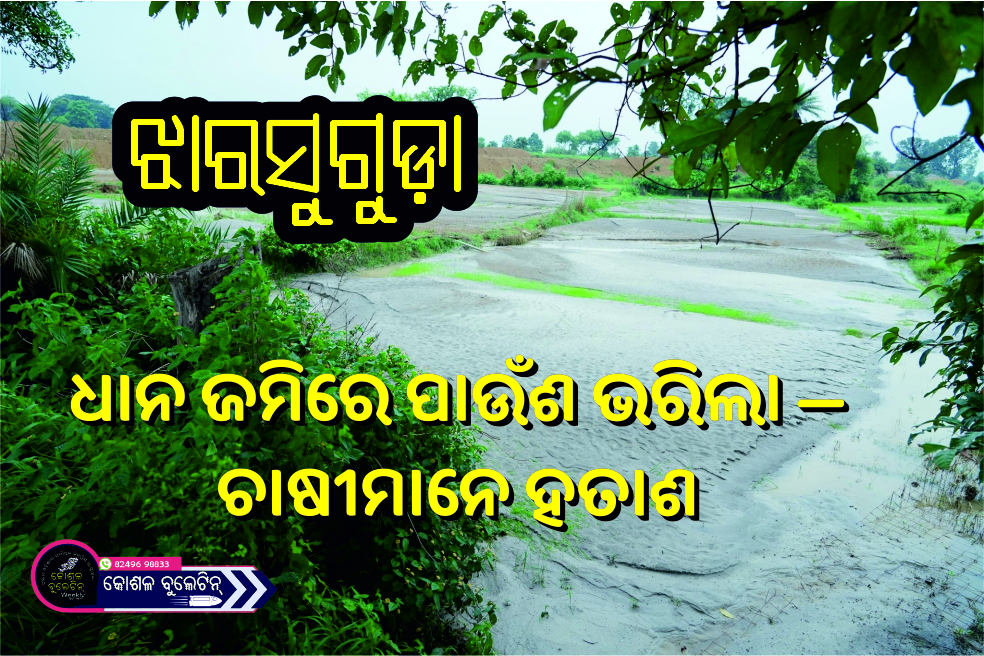 ଧାନ ଜମିରେ ପାଉଁଶ ଭରିଲା — ଚାଷୀମାନେ ହତାଶ